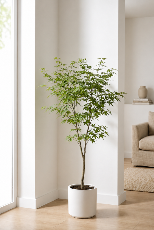 Artificial Japanese Maple Tree — Faux Indoor Statement Plant