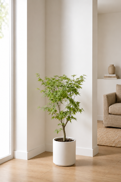 Artificial Japanese Maple Tree — Faux Indoor Statement Plant